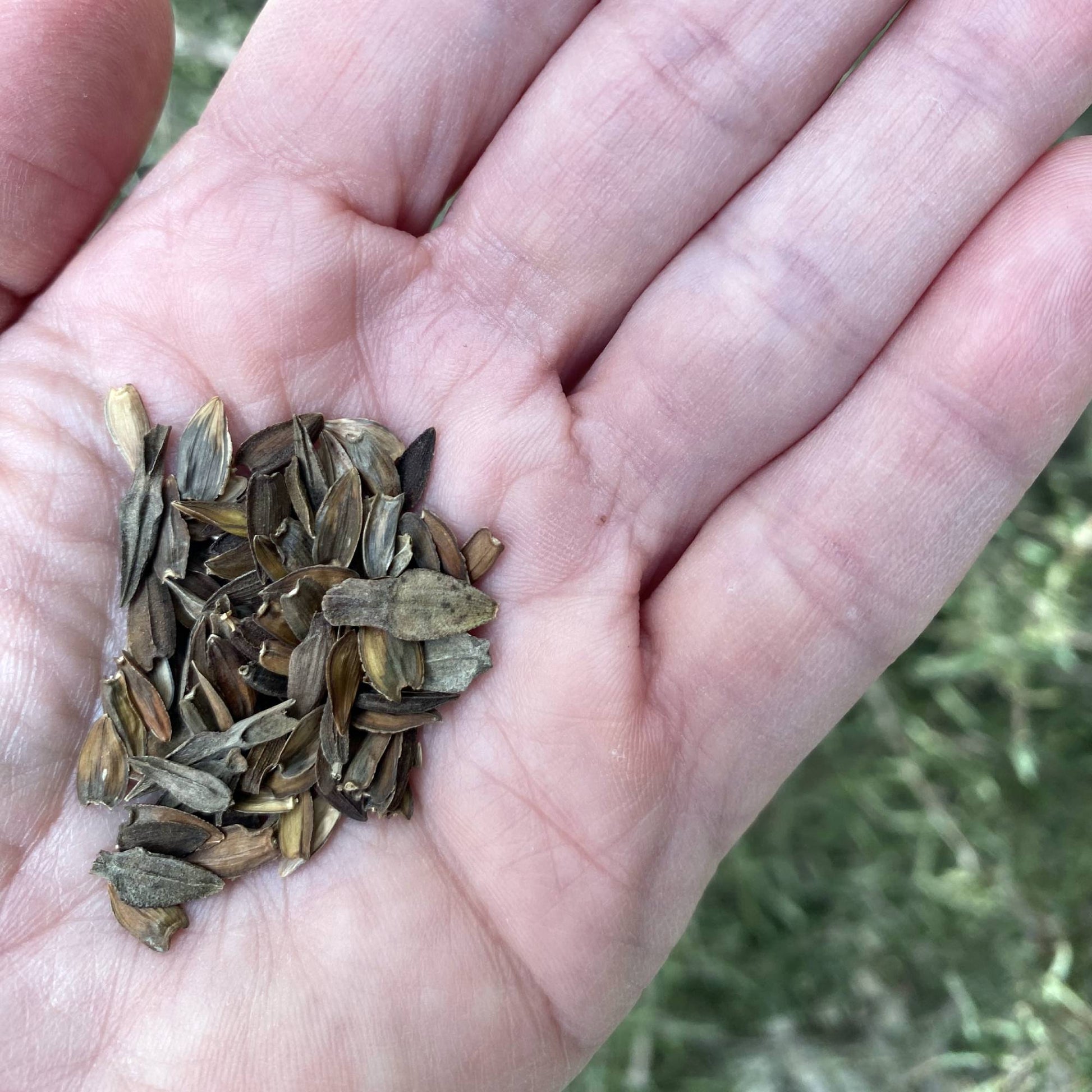 Zinnia Meteor Seeds Size