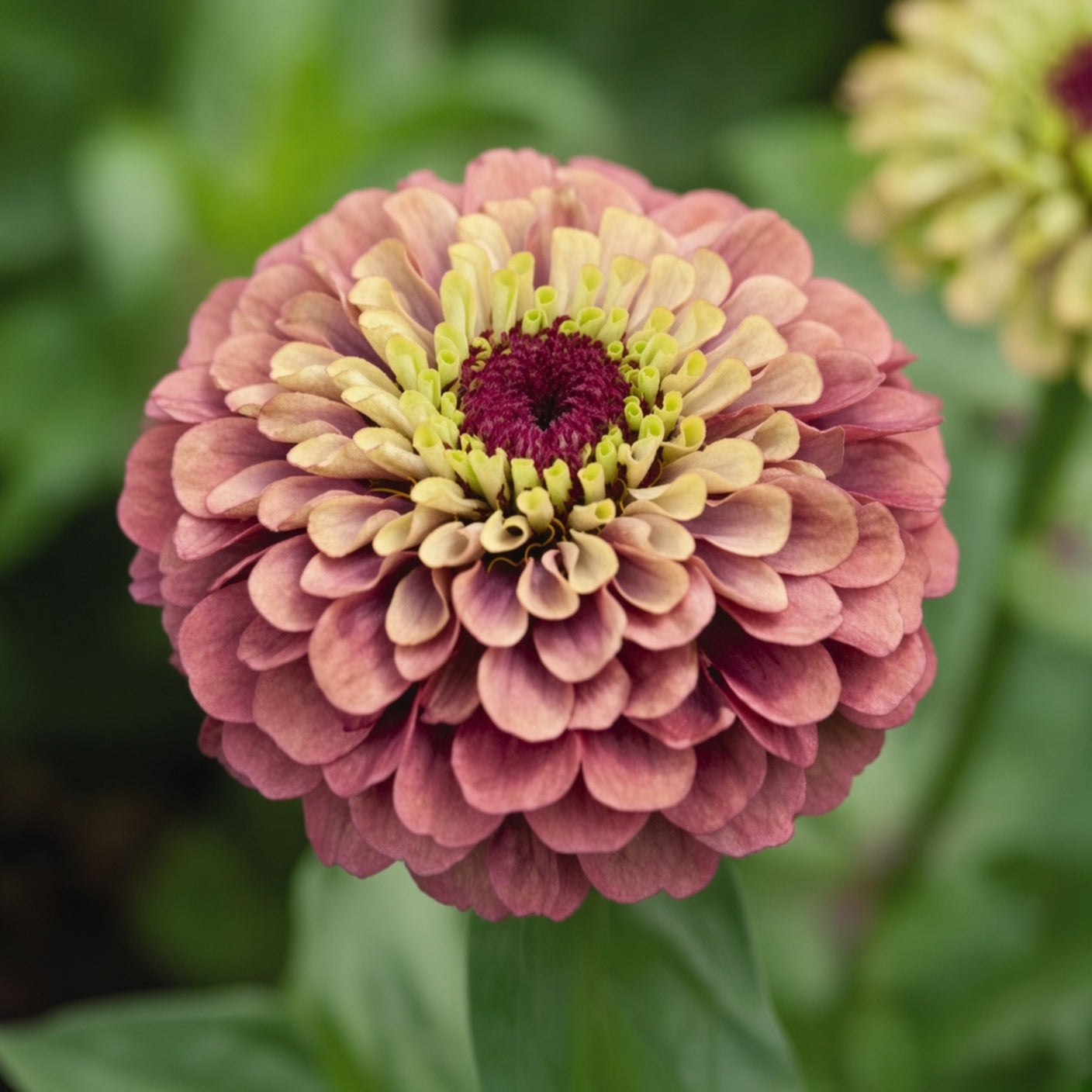 Zinnia Queeny Red Lime