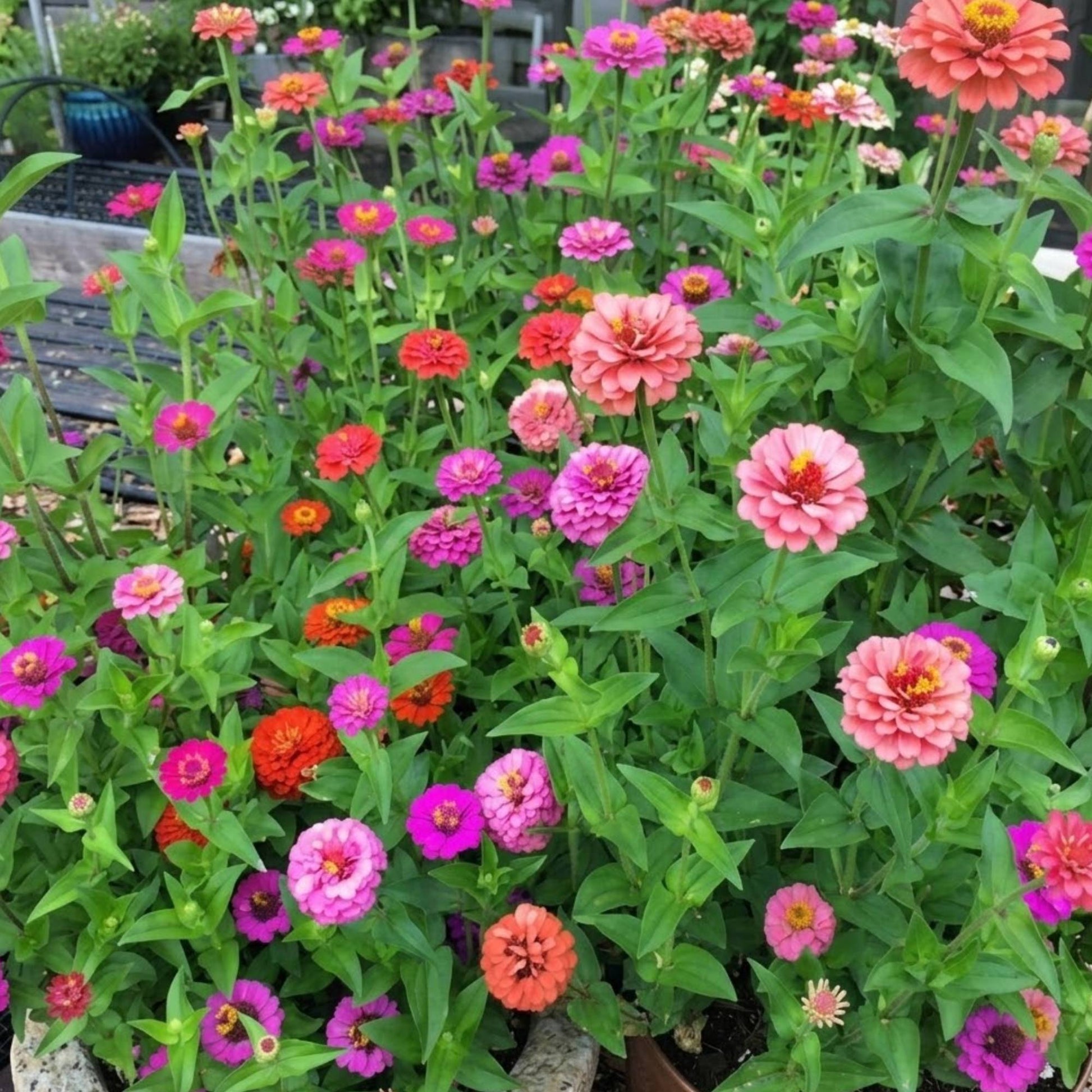 Dwarf zinnia growing in a container on a balcony