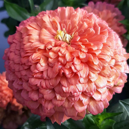 Zinnia Seeds Benary Giant Salmon