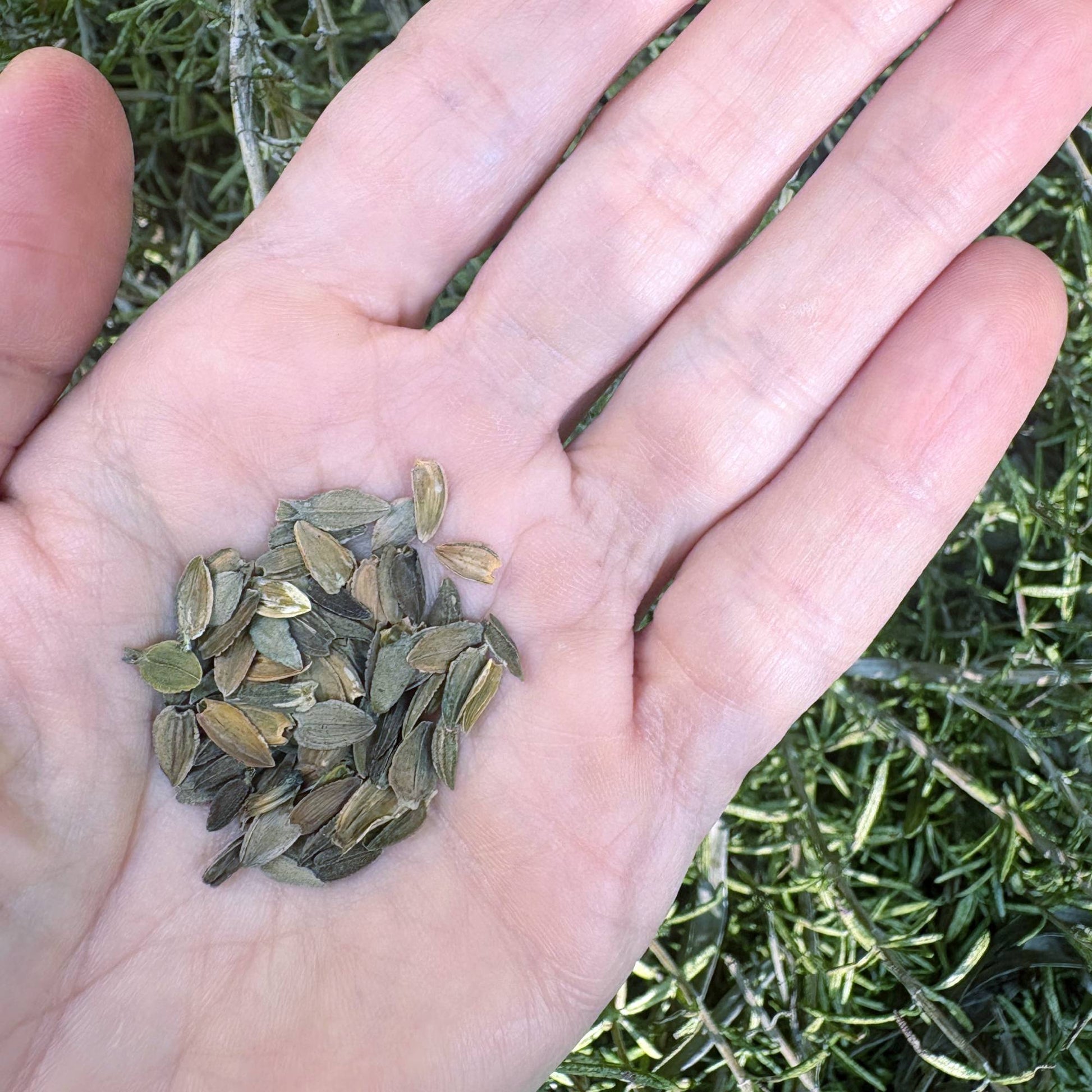 Zinnia Peaches and Cream Seeds