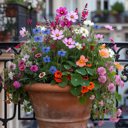 Blühende Balkonkollektion – Sommergarten