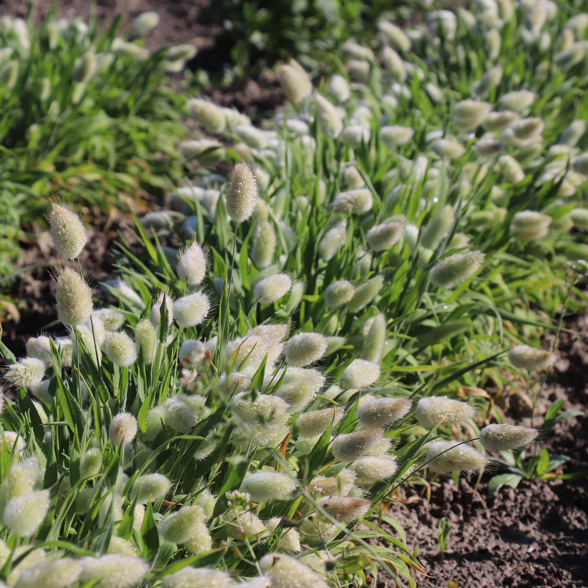 bunny tails