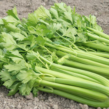 Celery Tango Seeds