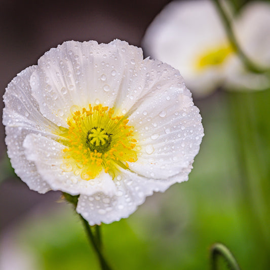 Iceland Poppy Champagne Bubbles White