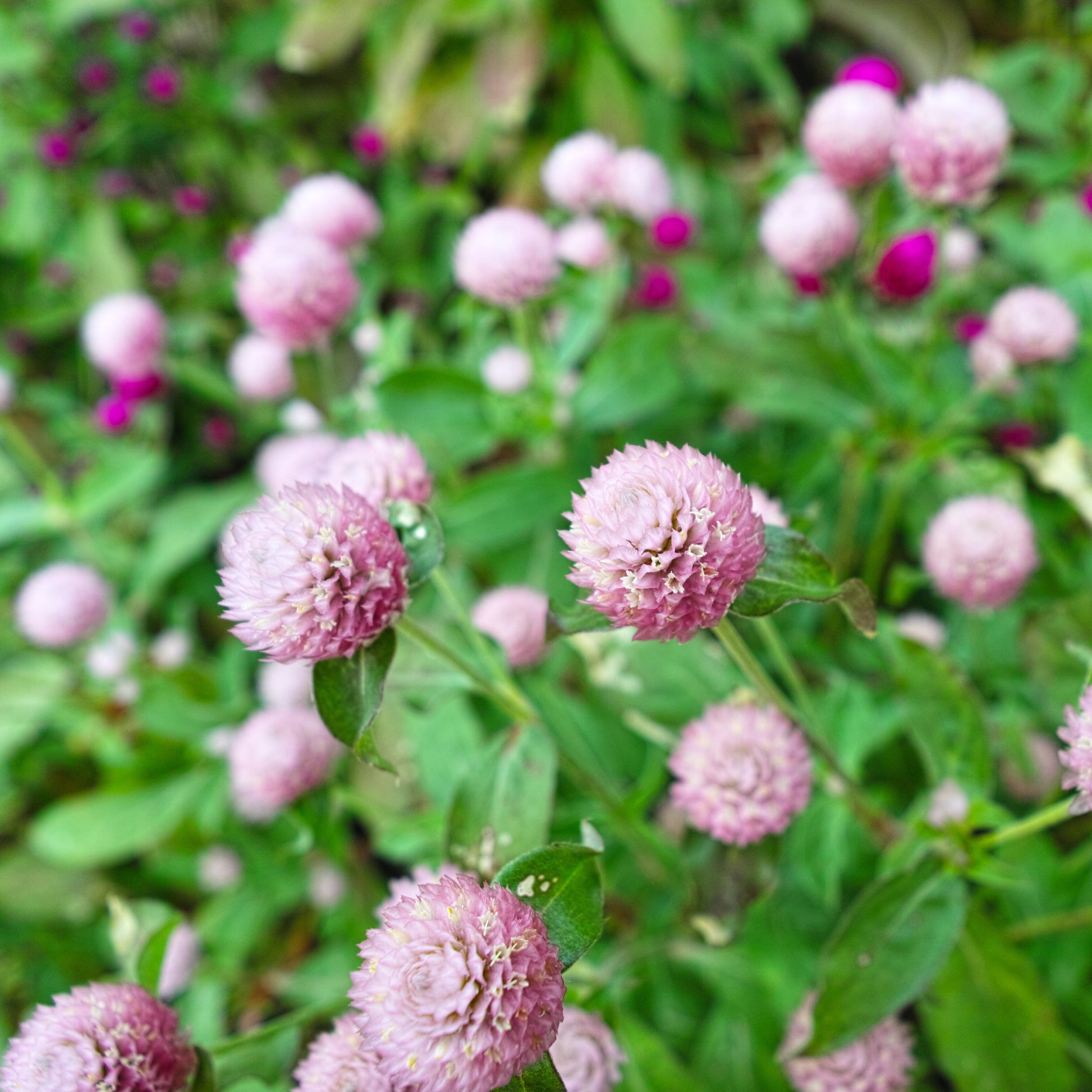 Globe Amaranth Seeds Salmon