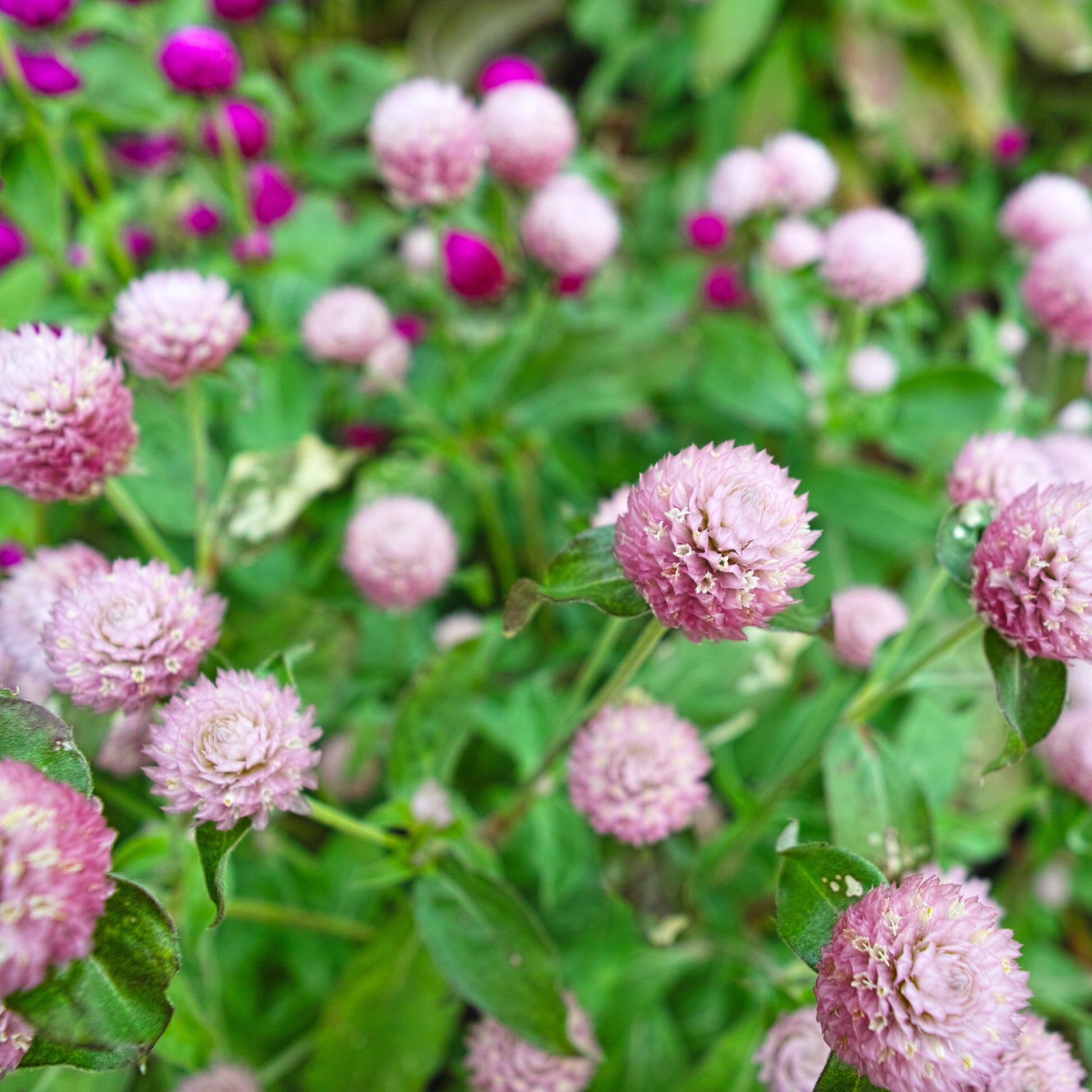 Gomphrena Salmon Pastel Seeds