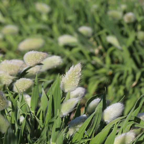 lagurus seeds