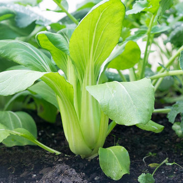 Organic Pak Choi 'Taisai'