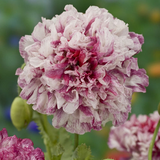 Papaver Antique Peony
