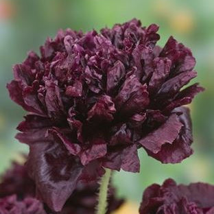 Poppy Black Peony