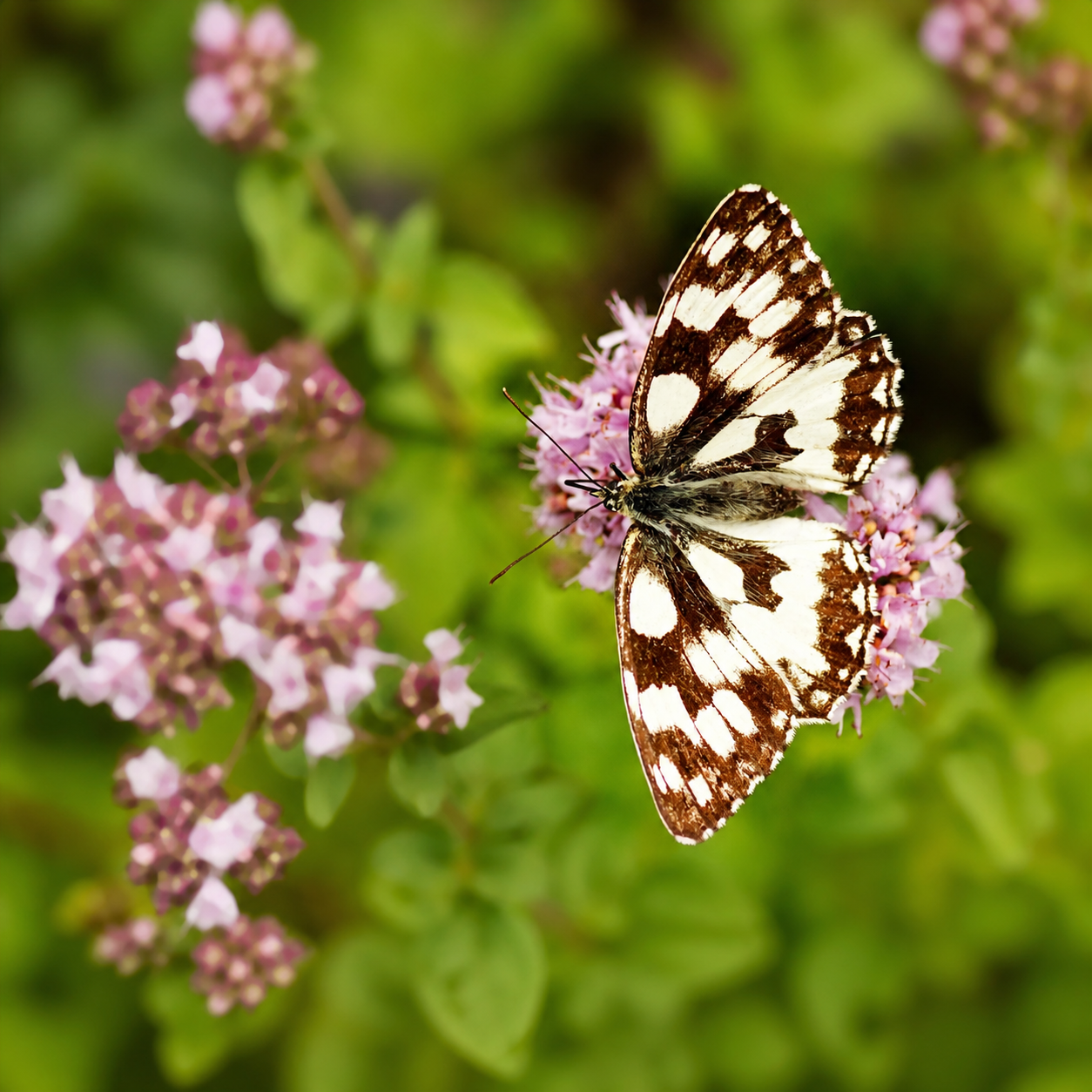 SHOP POLLINATOR-FRIENDLY SEEDS