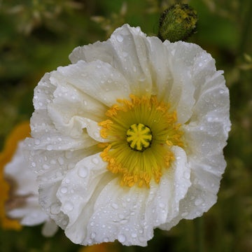 Iceland Poppy Champagne Bubbles White