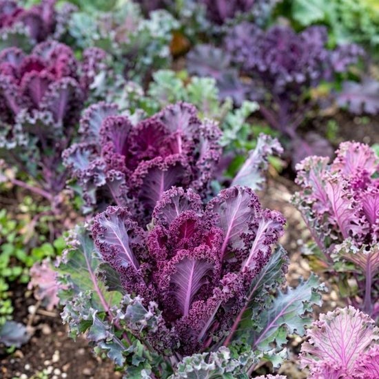 Red curly kale growing