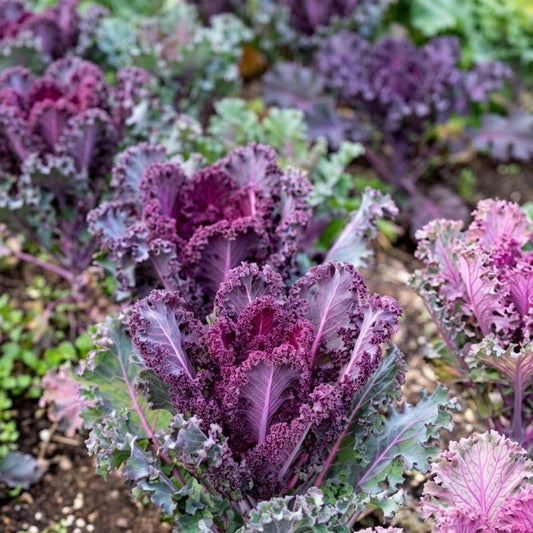 Red curly kale growing