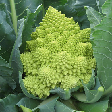 Organic Romanesco Veronica
