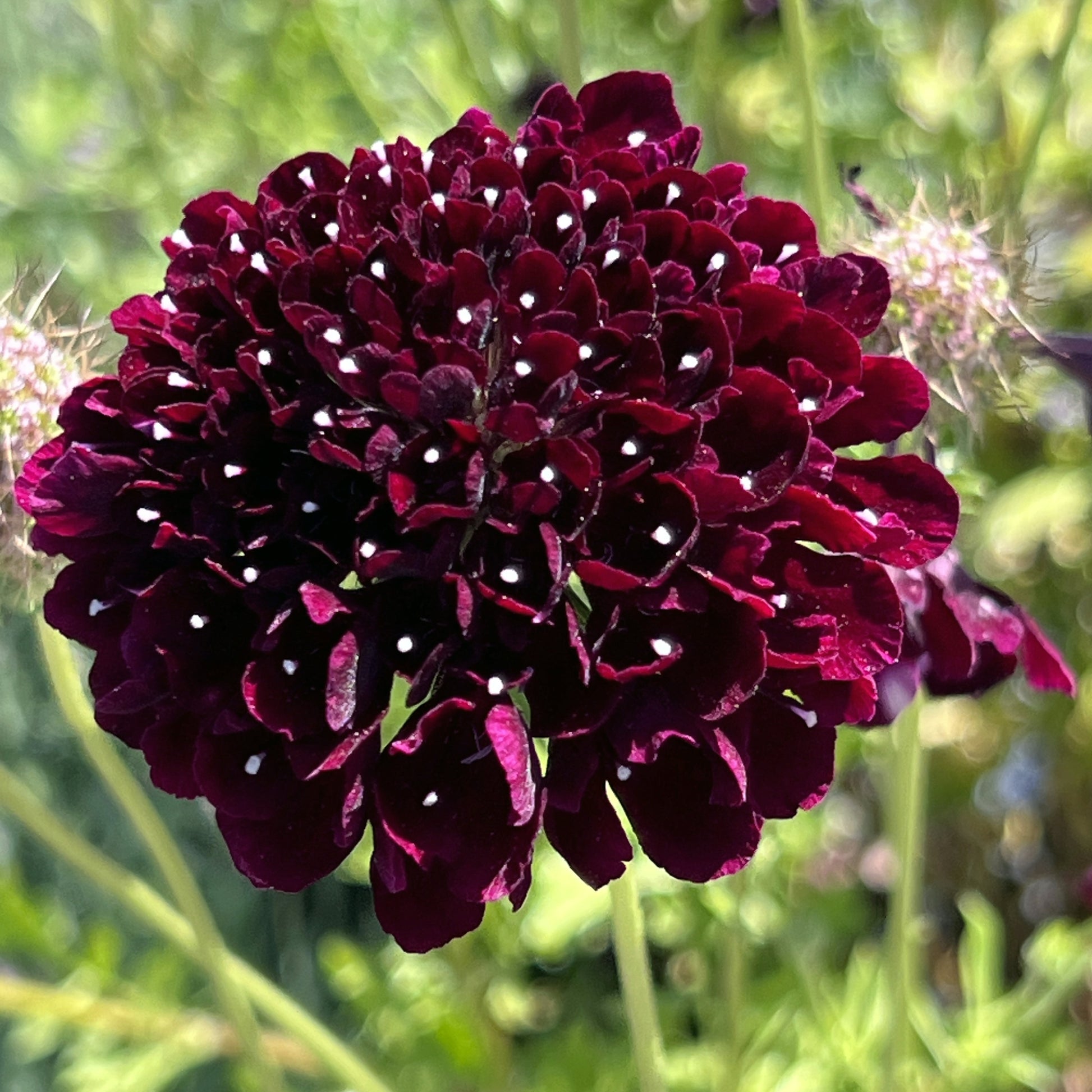Scabiosa Black Night Seeds