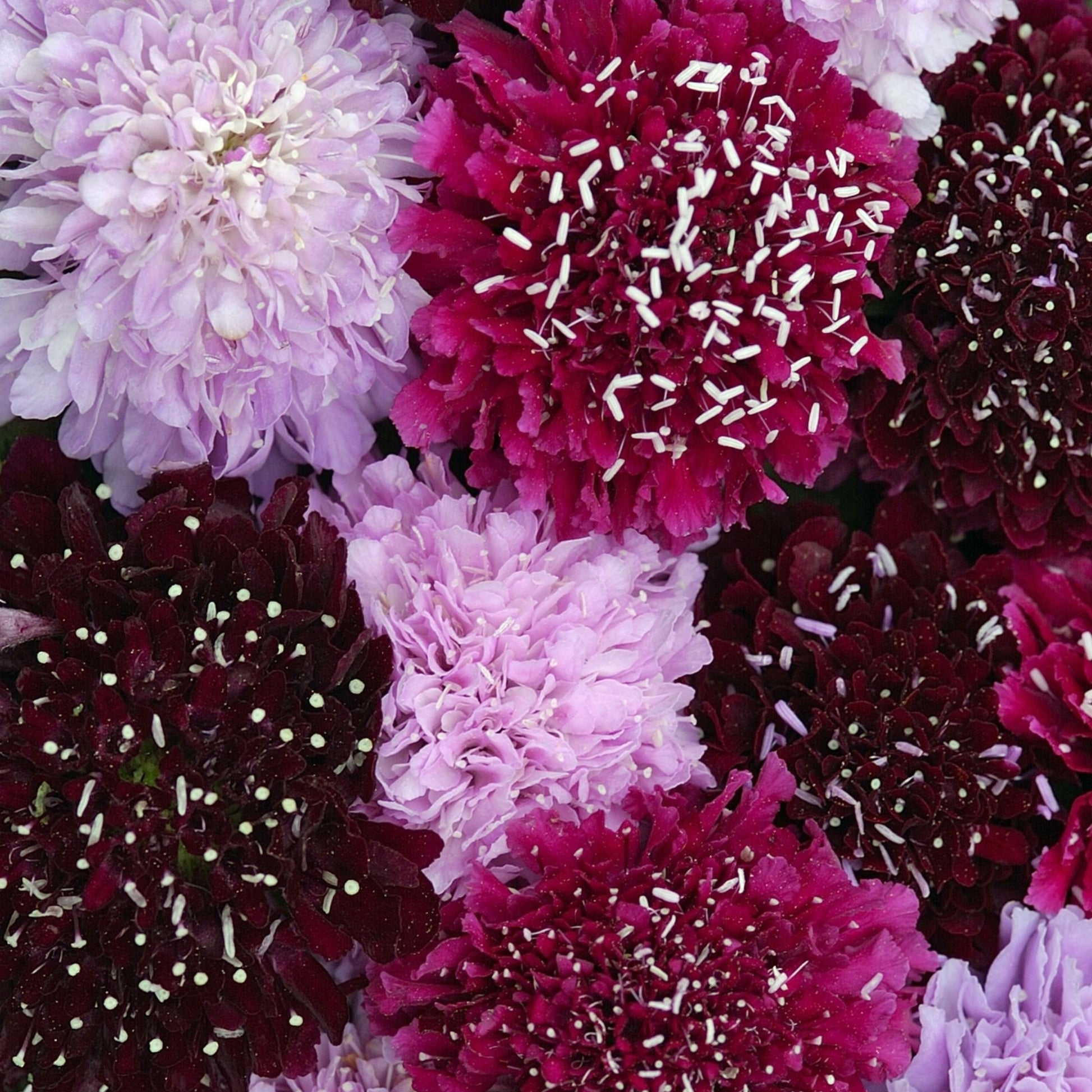 Scabiosa Summer Fruits Seeds