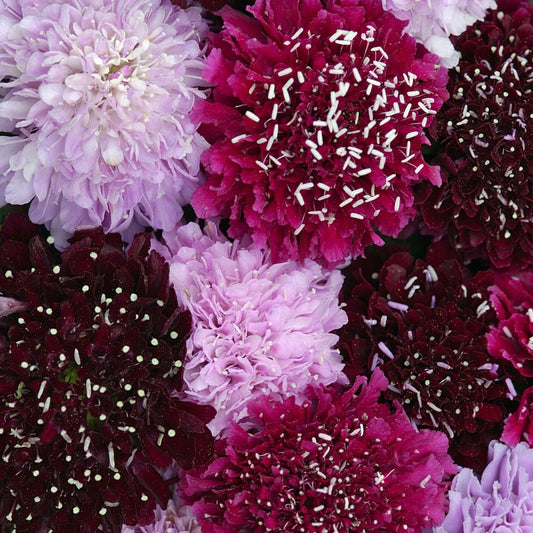 Scabiosa Summer Fruits Seeds
