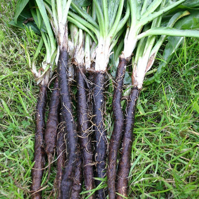 Organic Black Salsify (Scorzonera)