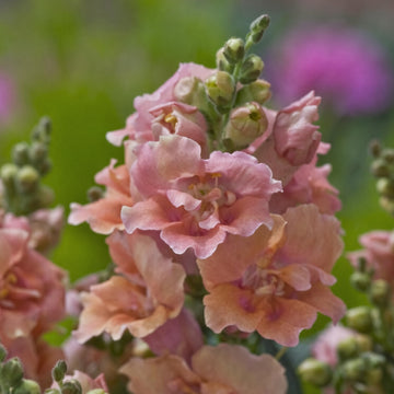 Snapdragon Twinny Peach Seeds