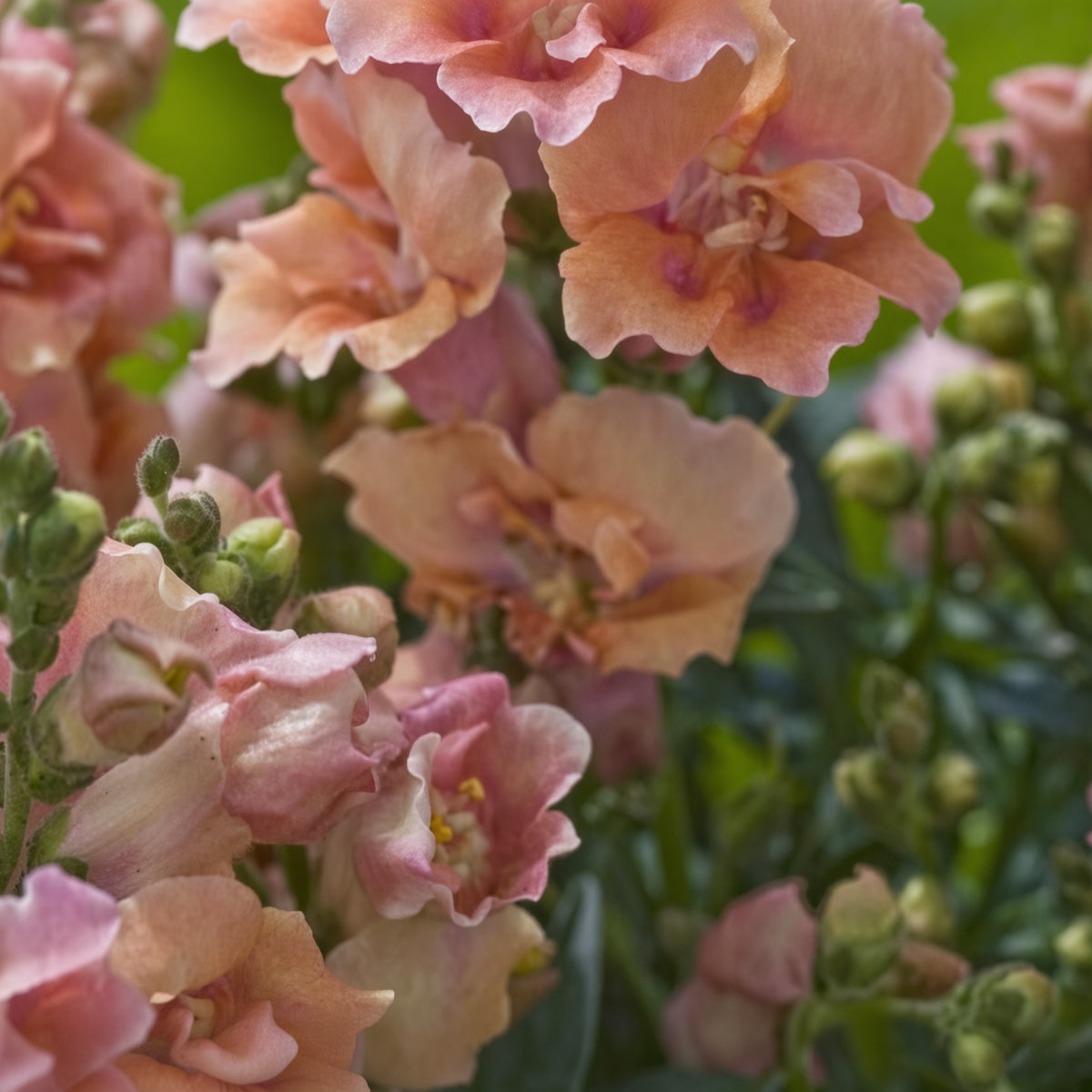 Antirrhinum Snapdragon Twinny Peach Seeds
