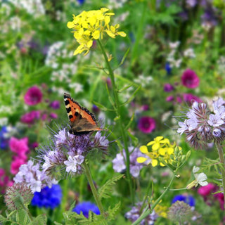 Bee and Butterfly Seeds