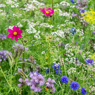 Organic Wilderflower seed mix