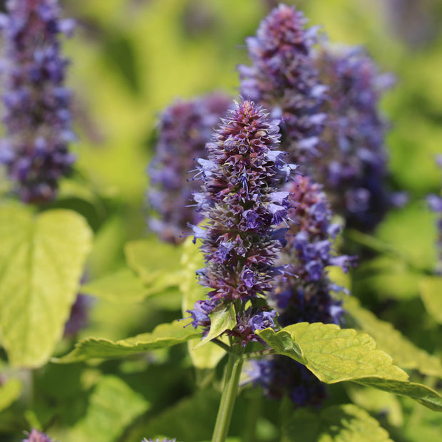 Agastache Seeds Golden Jubilee