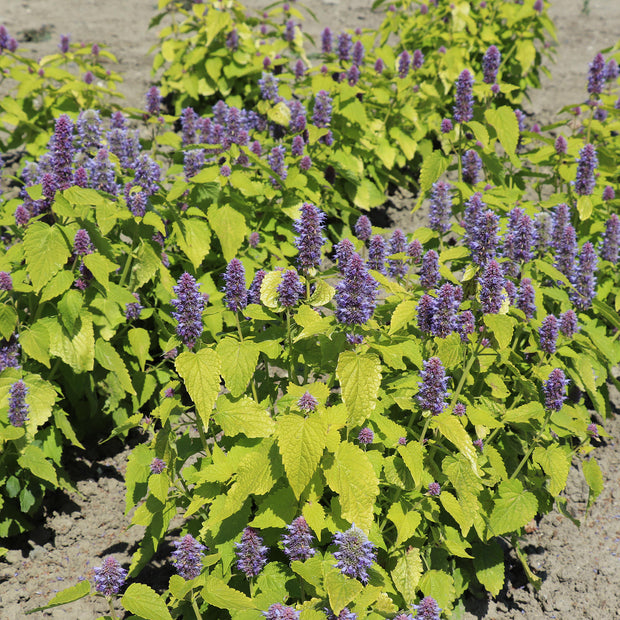 Agastache Golden Jubilee Seeds