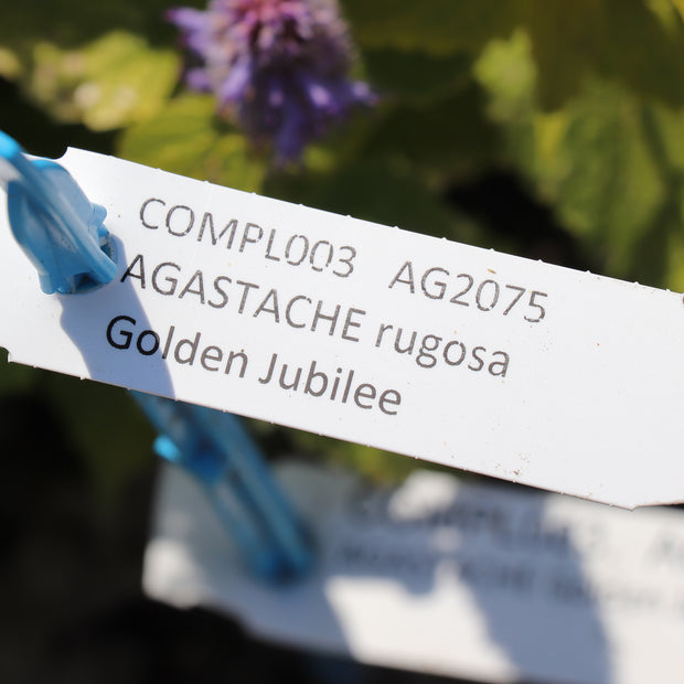 Agastache Golden Jubilee Flower Seeds