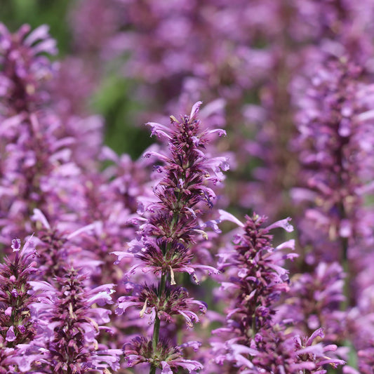 Agastache pallidiflora 'Rose Mint' Seeds
