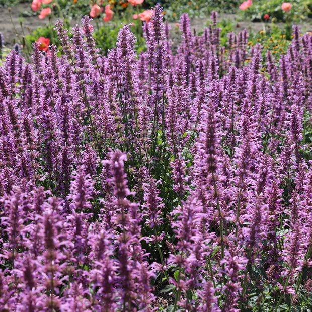 Agastache pallidiflora 'Rose Mint' Fontana Seeds