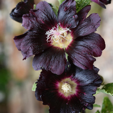 Hollyhock Alcea rosea 'Nigra'