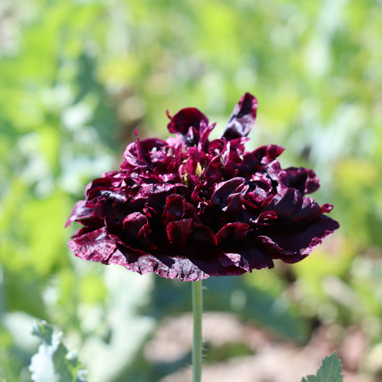Peony Poppy 'Black Paeony' (Papaver somniferum)