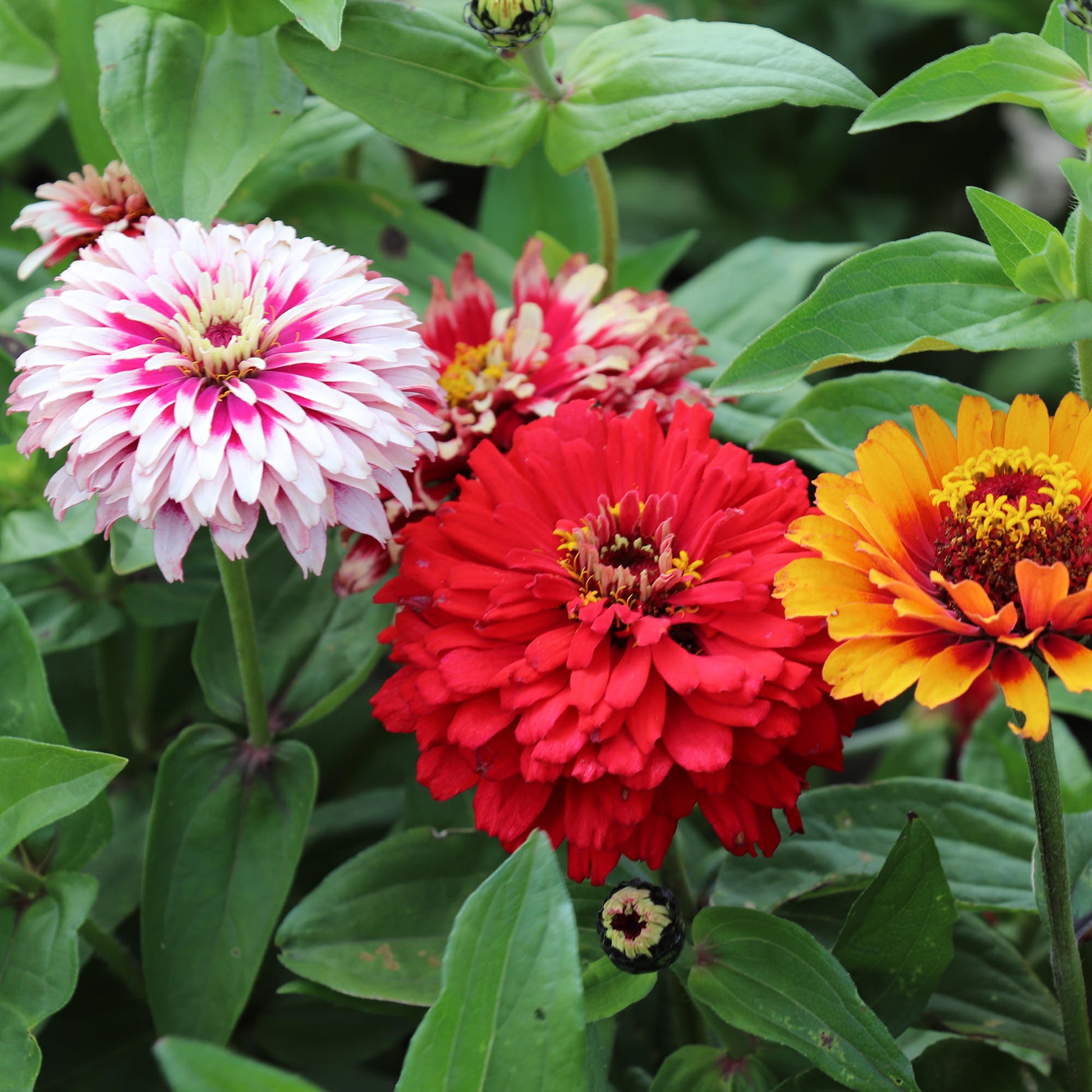 Zinnia Seeds Fontana Seeds