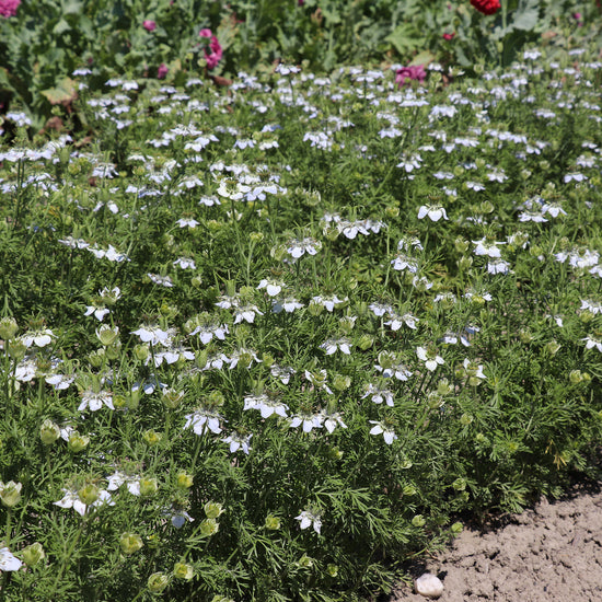 Nigella sativa 'Black Cumin'