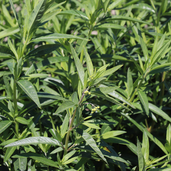 Cotton Bush Plants Seeds