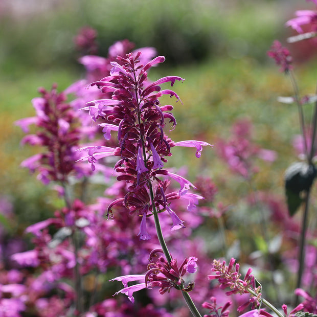 Hummingbird Mint