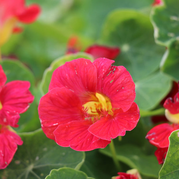 TROPAEOLUM MINUS TIP TOP ROSE