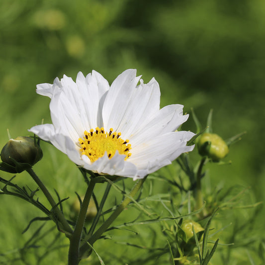COSMOS BIPINNATUS DOUBLE DUTCH WHITE