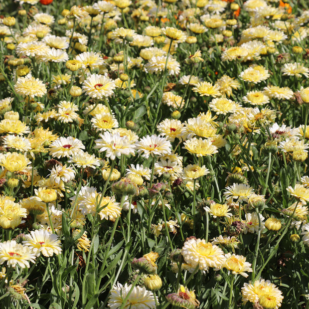 Calendula Ivory Princess