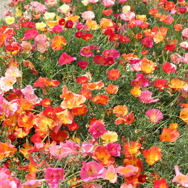 California Poppies THAI SILK FORMULA MIX