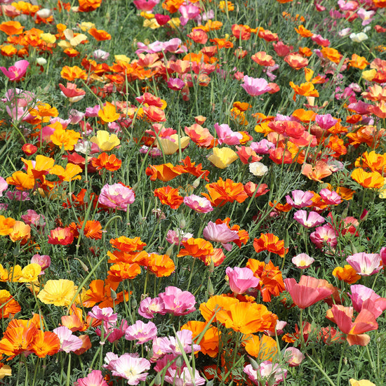 California Poppy XL Jelly Beans seeds