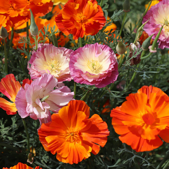 California Poppies seeds