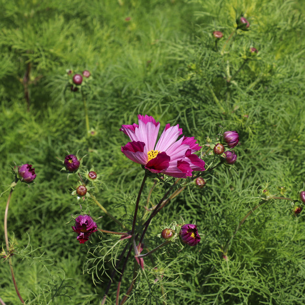 Cosmos Sea Shells Red