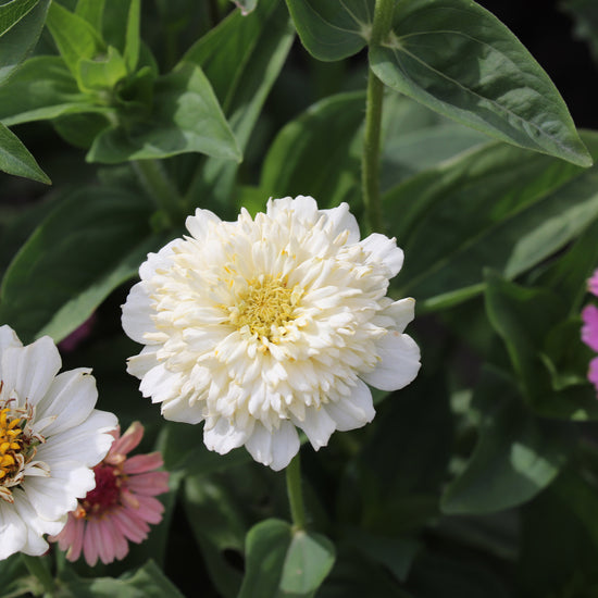 Peachy Zinnia Flower