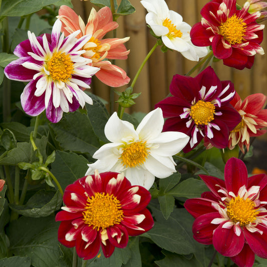 Dahlia Seeds Dandy Mix