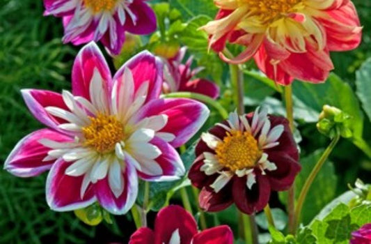 Dahlia Dandy Improved Mix
