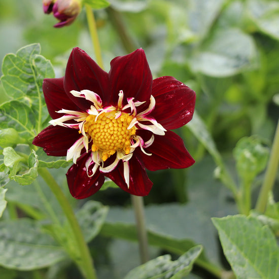 Red Dahlia Seeds Mix Dandy
